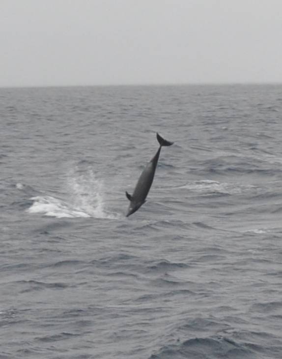 Golfinho salta em frente ao nosso barco na Ilha de Darwin, em Galápagos